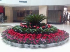 綠植租賃的幾個(gè)擺放和養(yǎng)護(hù)的提示