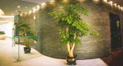 室內觀葉植物有哪些